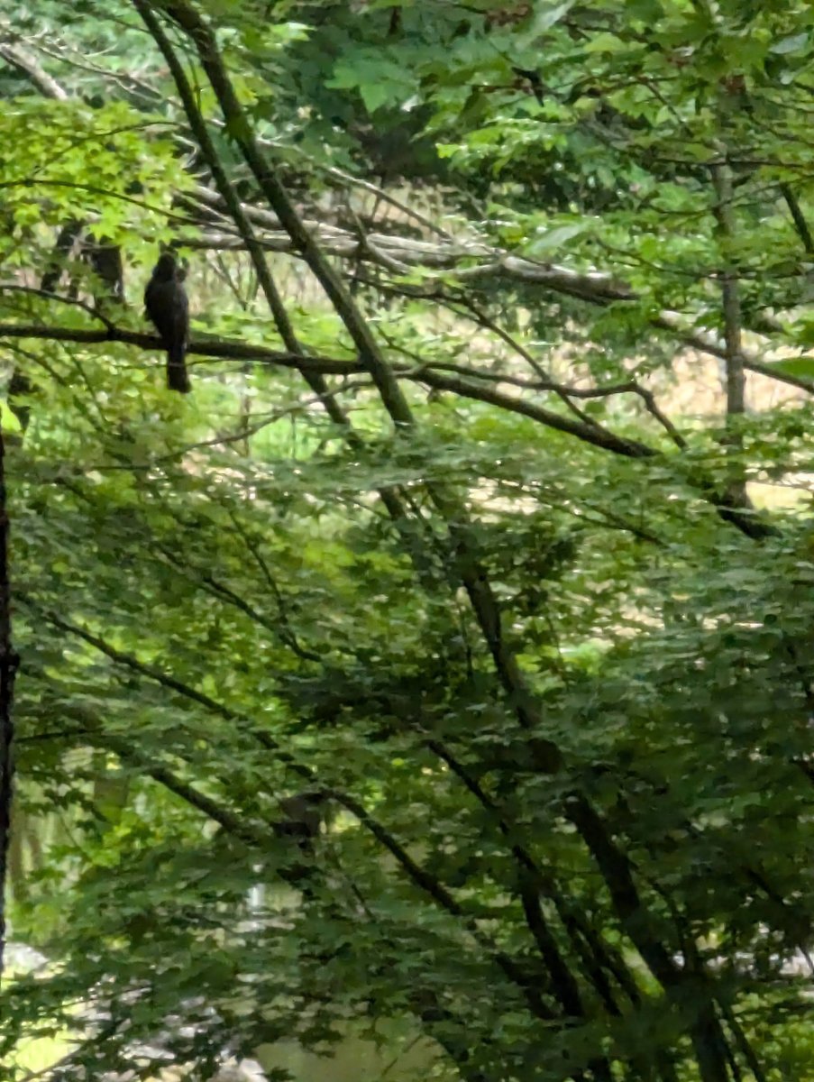 Forest Bird Spotting in Haginodai, Akita