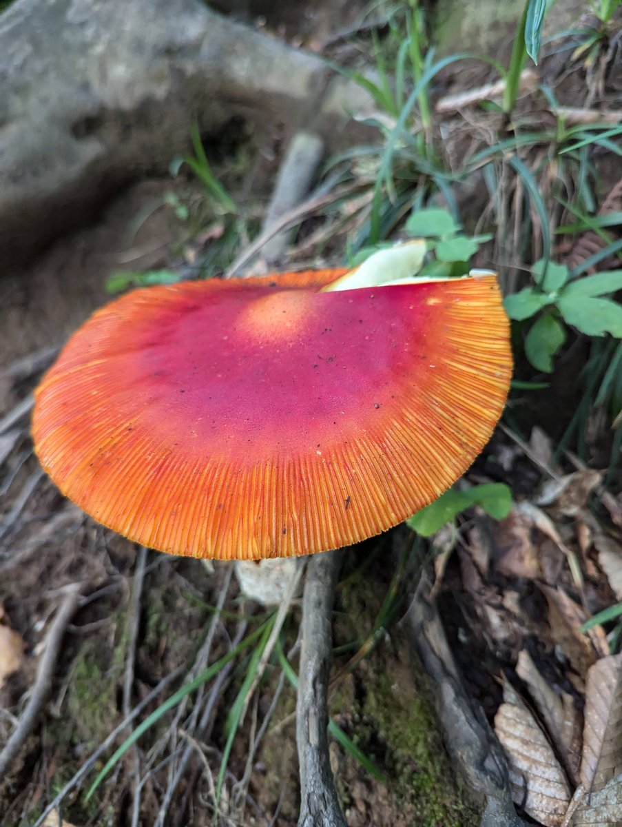 Brilliant Mushroom in Itoigawa Forest, Niigata