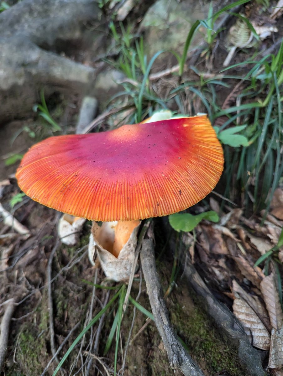 Brilliant Mushroom in Itoigawa Forest, Niigata photo 2