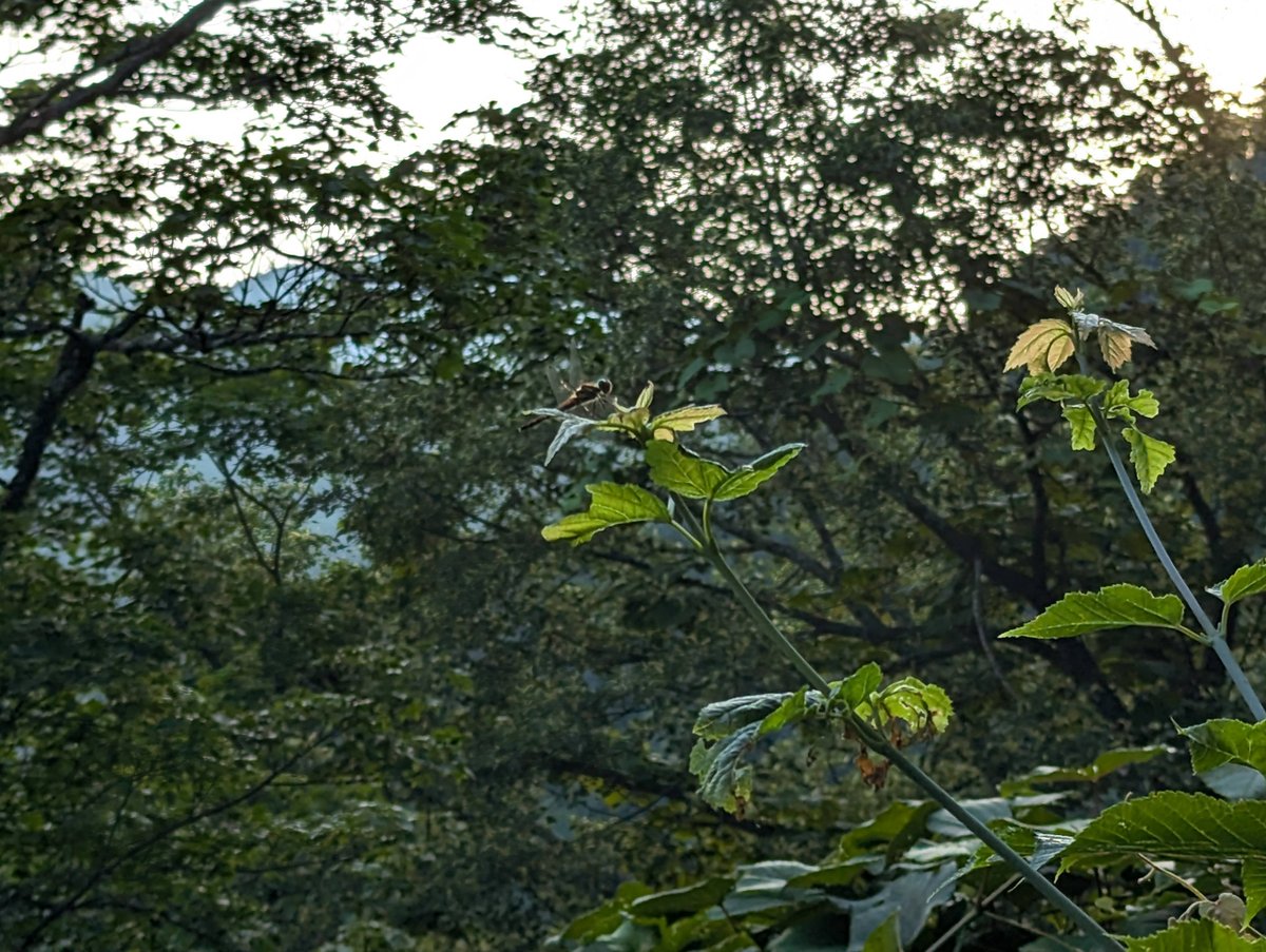 Brilliant Mushroom in Itoigawa Forest, Niigata photo 3