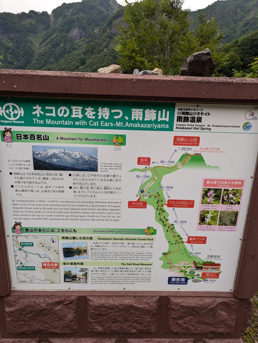 Brilliant Mushroom in Itoigawa Forest, Niigata photo 5