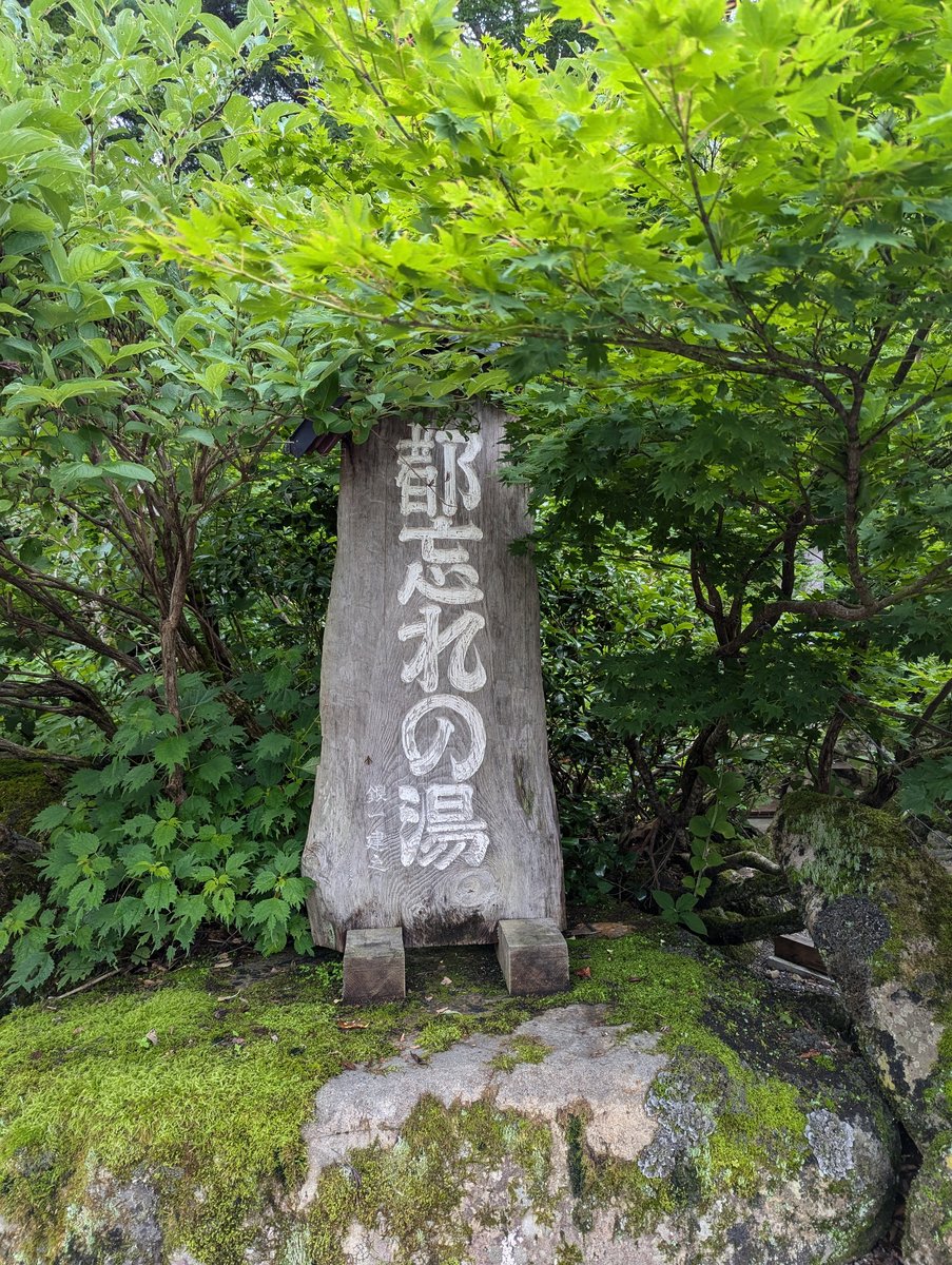 Brilliant Mushroom in Itoigawa Forest, Niigata photo 6