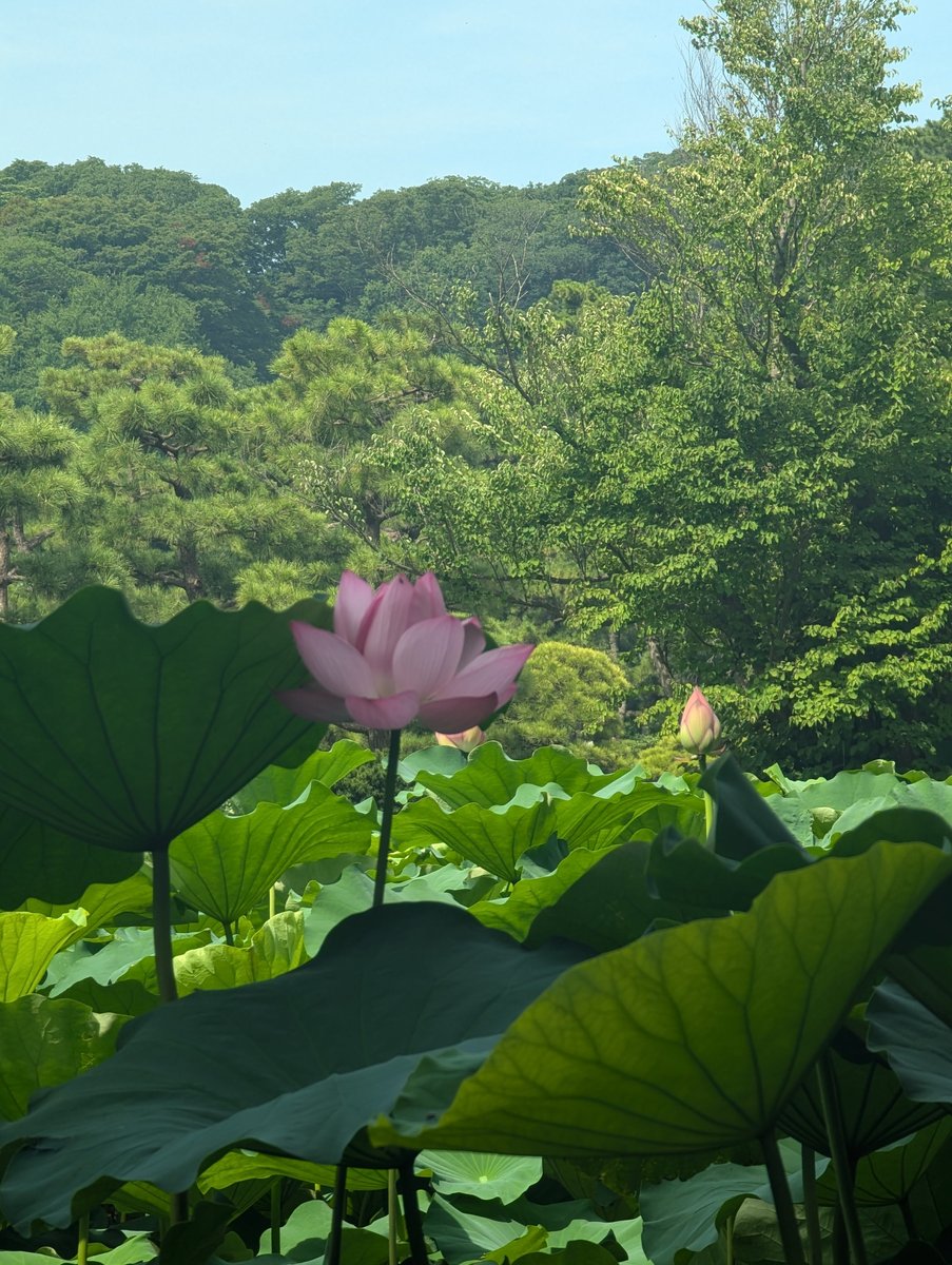 Lotus Blooms in Honmoku-Sannotani, Yokohama