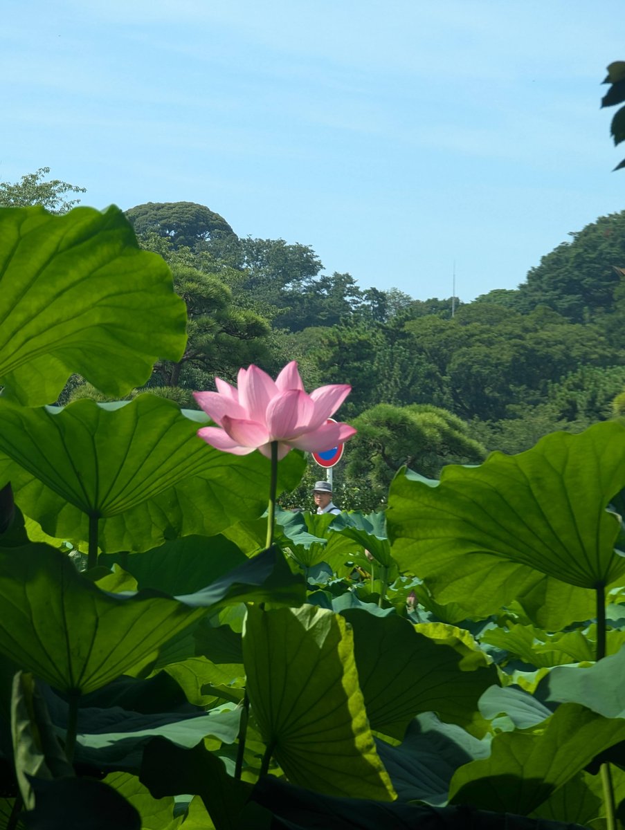 Lotus Blooms in Honmoku-Sannotani, Yokohama photo 2