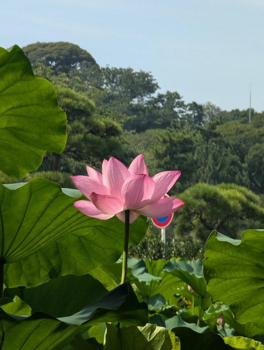 Lotus Blooms in Honmoku-Sannotani, Yokohama photo 3