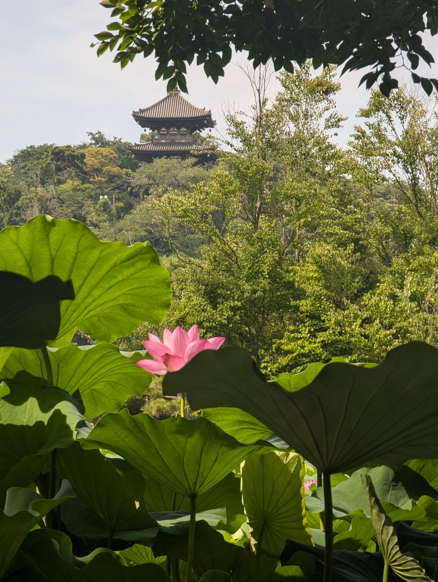 Lotus Blooms in Honmoku-Sannotani, Yokohama photo 4