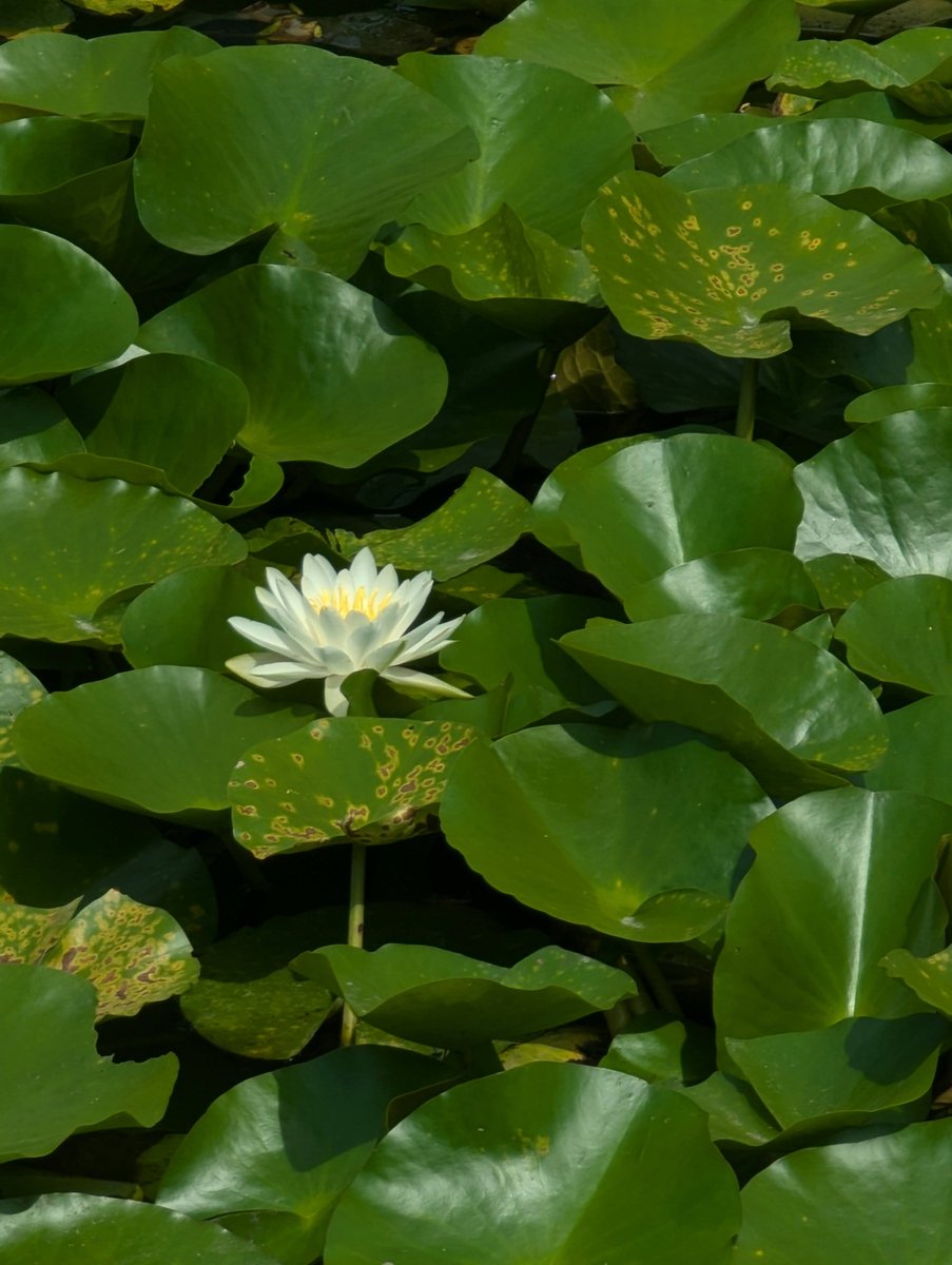 Lotus Blooms in Honmoku-Sannotani, Yokohama photo 7