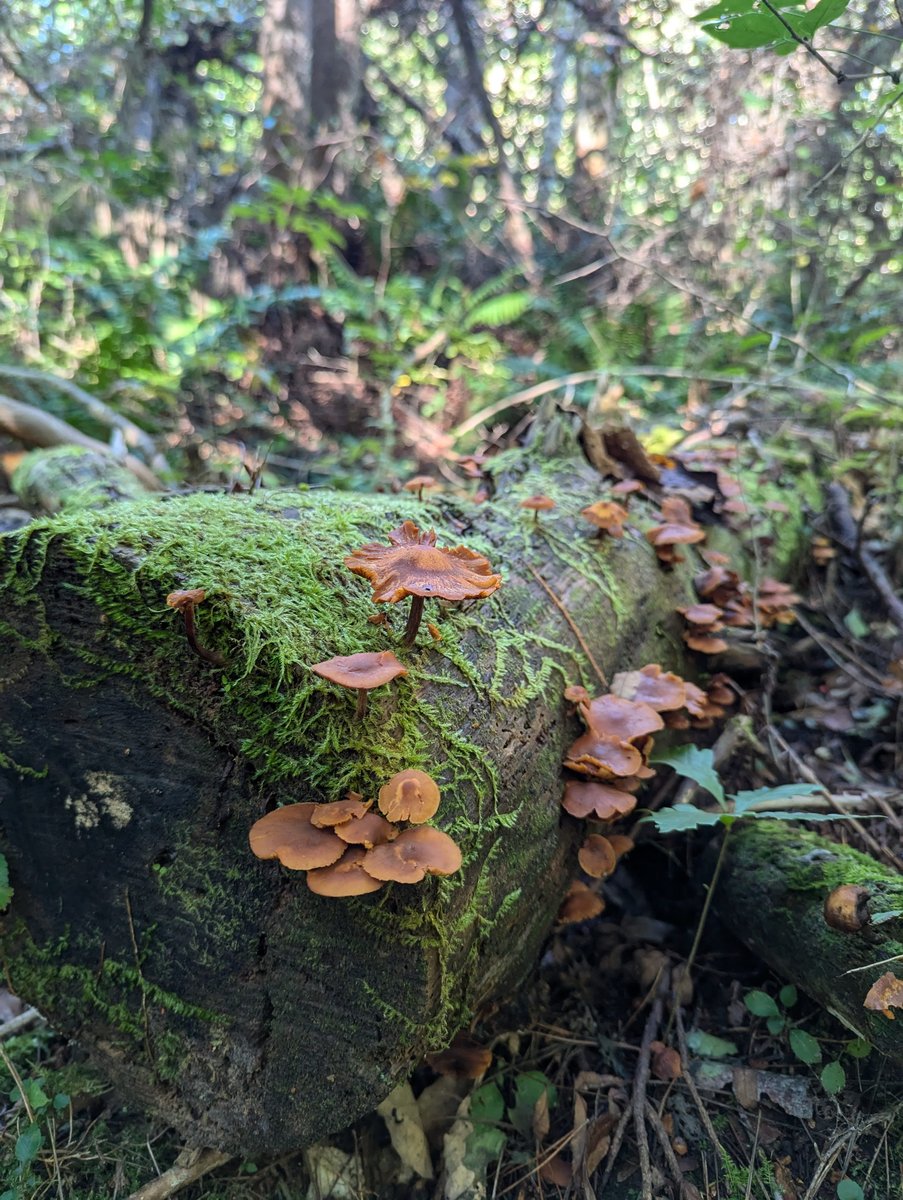 Autumn Lake Walk in Kitashiobara, Fukushima photo 6