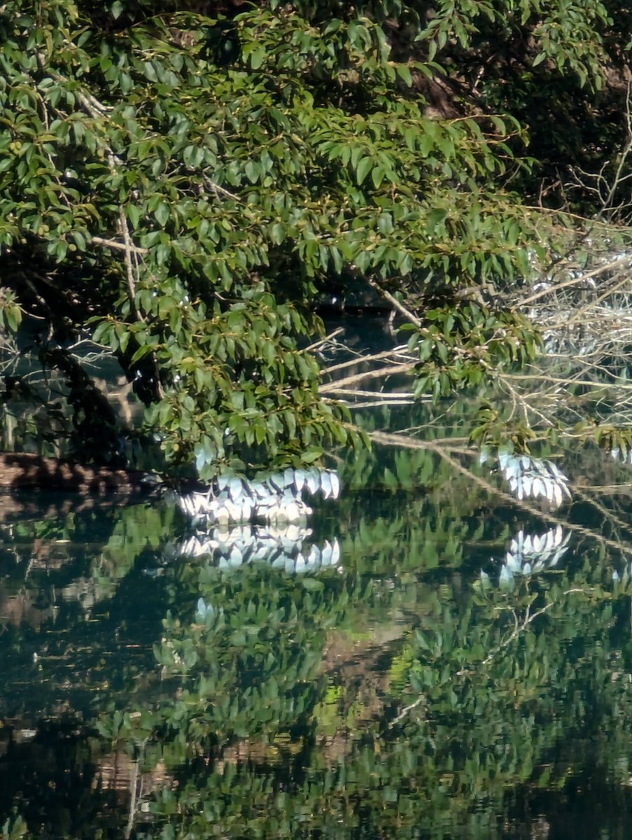 Autumn Forest & Lake Reflections, Kitashiobara Fukushima