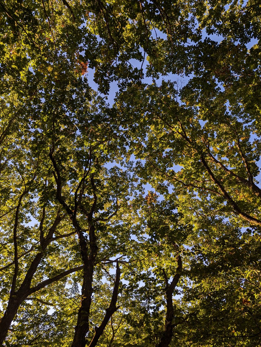 Autumn Forest Canopy, Nihonmatsu Fukushima