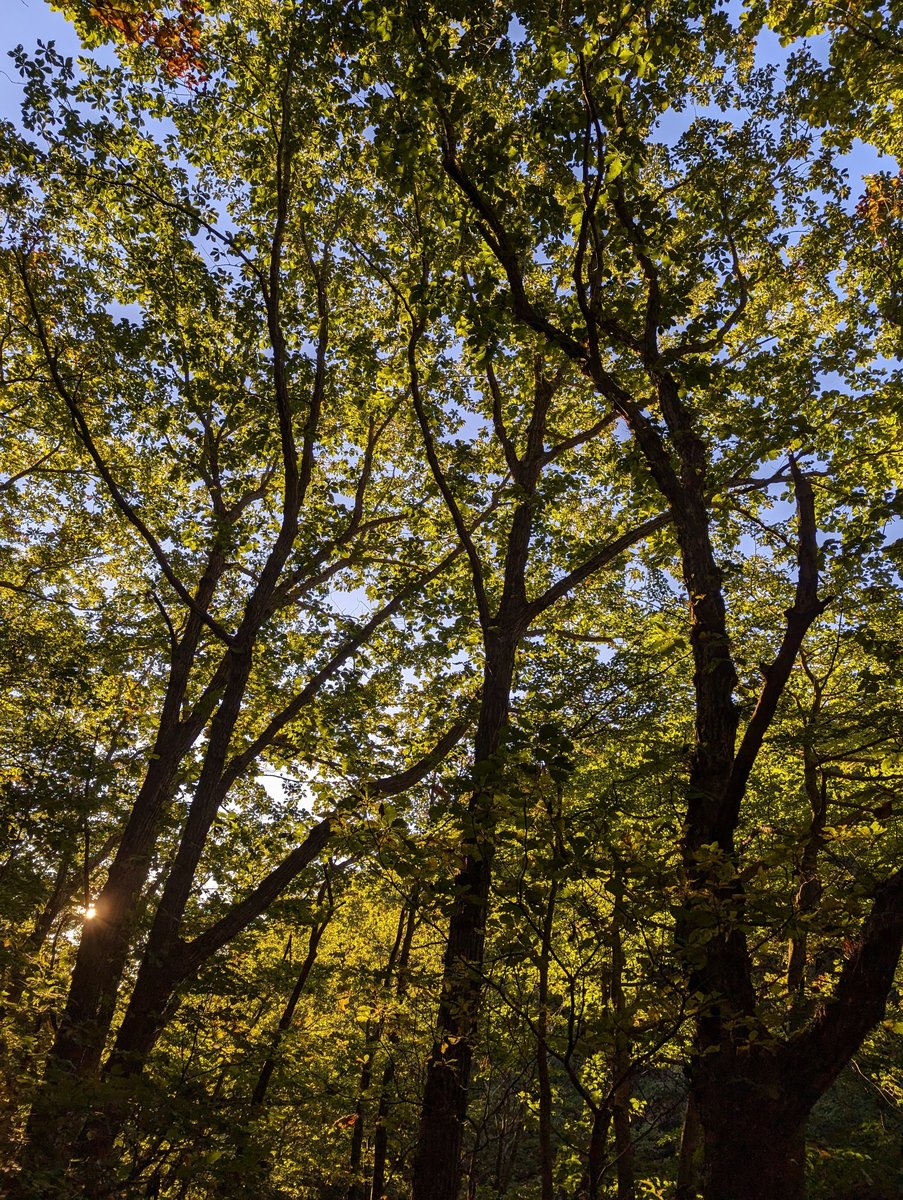 Autumn Forest Canopy, Nihonmatsu Fukushima photo 2