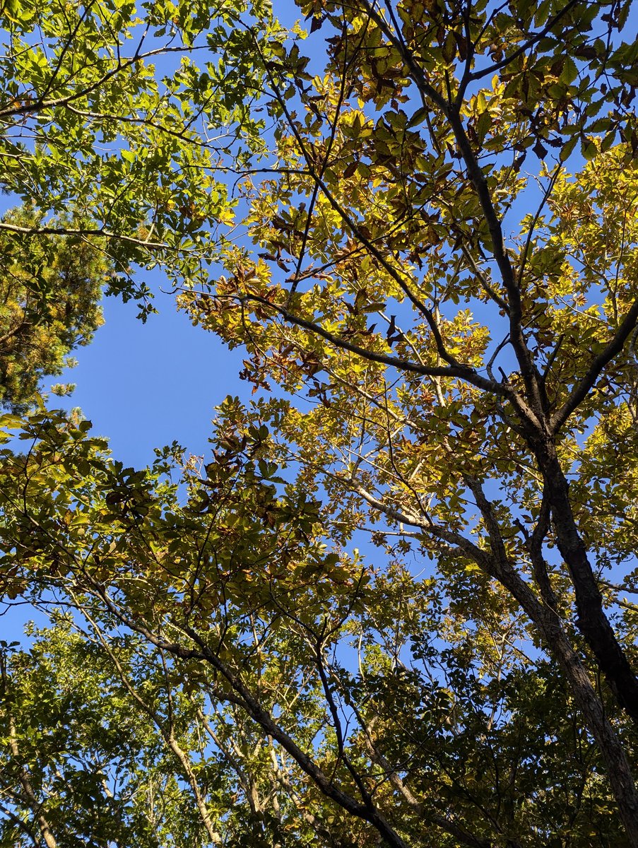 Autumn Forest Canopy, Nihonmatsu Fukushima photo 4