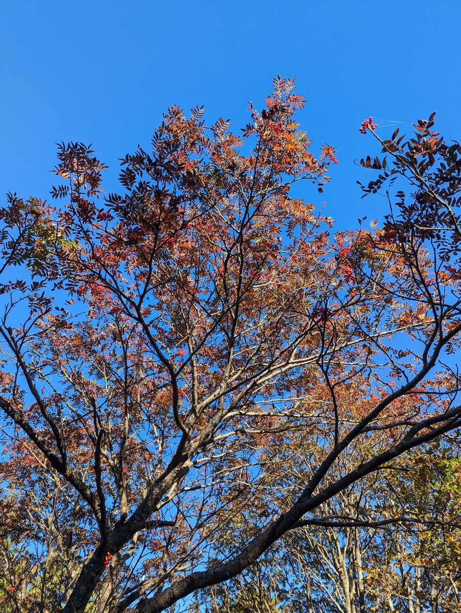 Autumn at Mt. Adatara, Nihonmatsu — Golden Hour