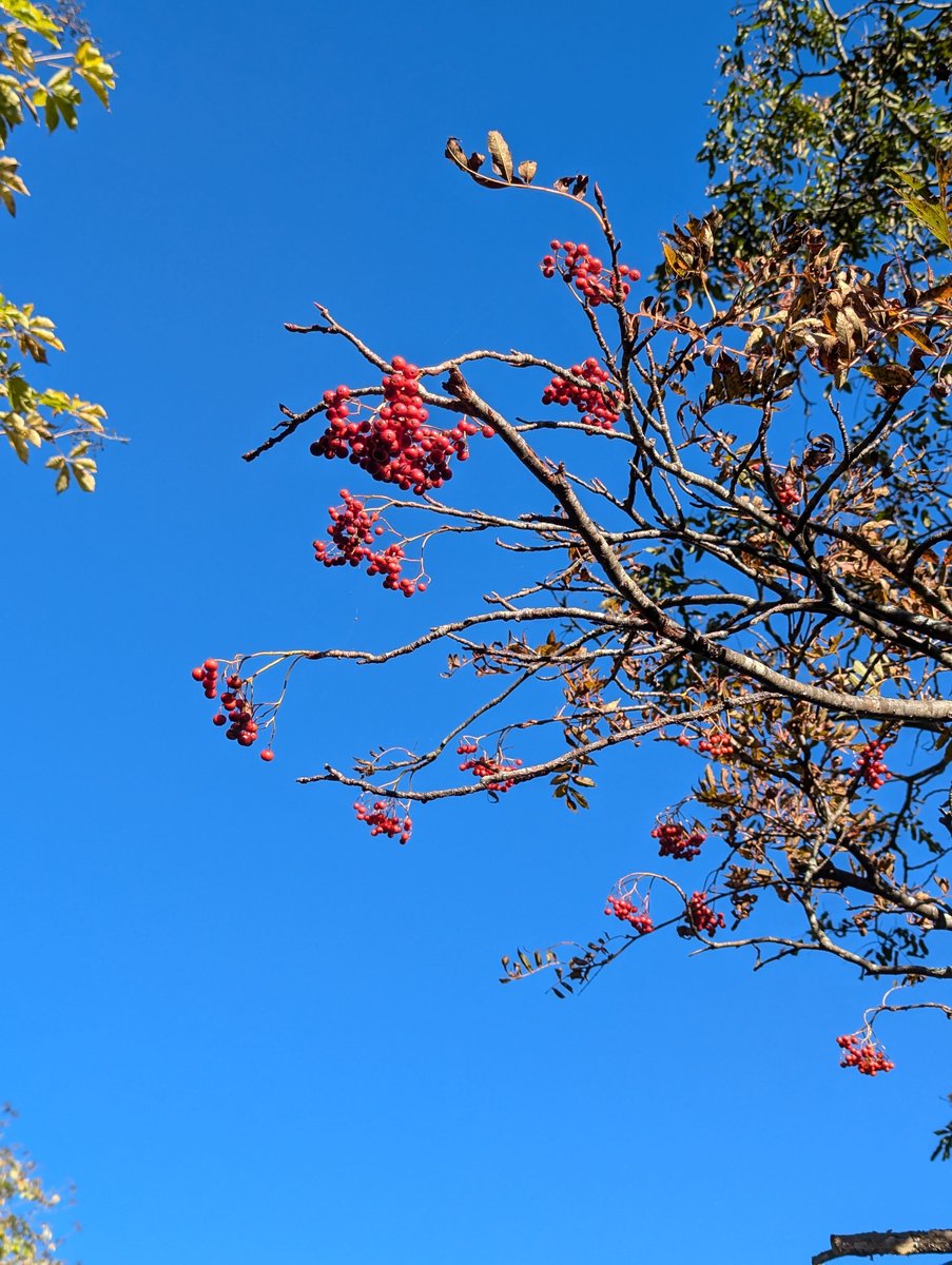 Autumn at Mt. Adatara, Nihonmatsu — Golden Hour photo 3