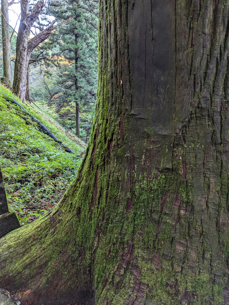 Mt. Haruna Forest Trail, Takasaki — November Moss & Ancient Trees