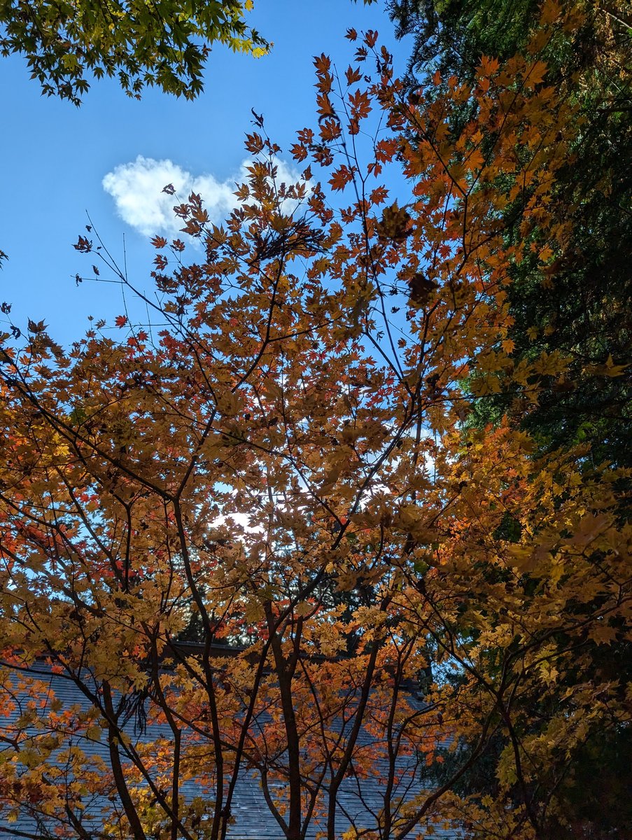 Mt. Haruna Forest Trail, Takasaki — November Moss & Ancient Trees photo 3