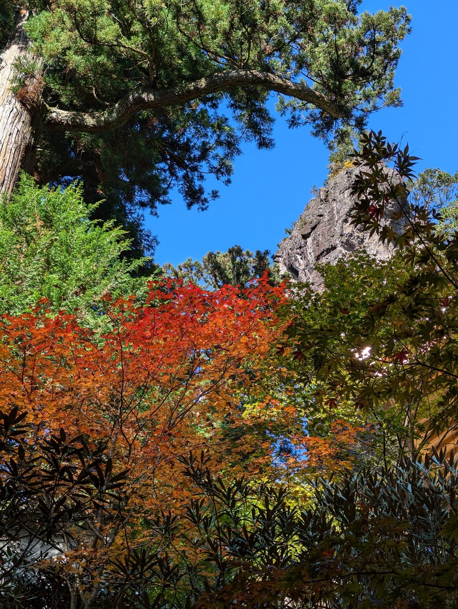 Mt. Haruna Forest Trail, Takasaki — November Moss & Ancient Trees photo 4