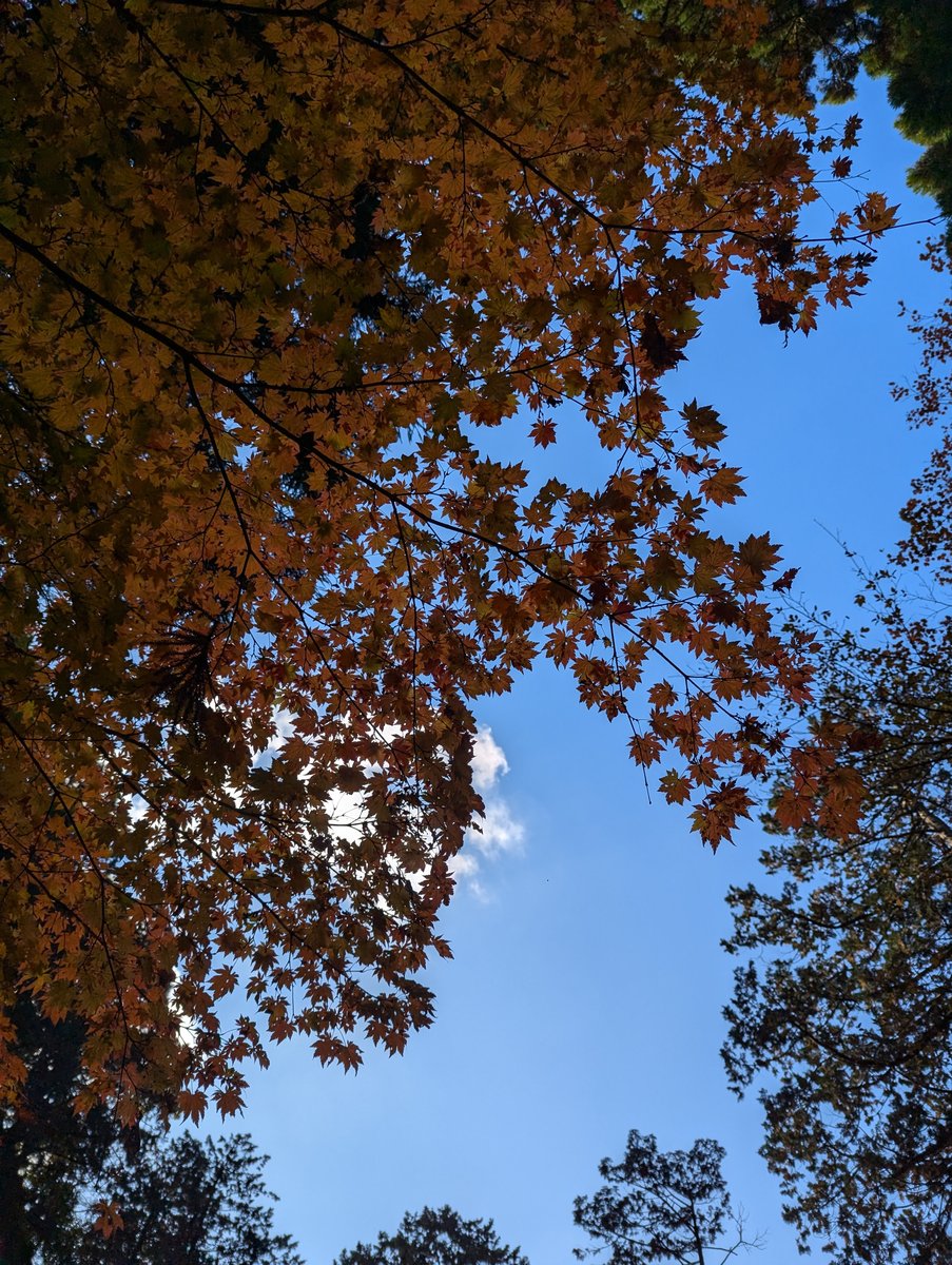 Mt. Haruna Forest Trail, Takasaki — November Moss & Ancient Trees photo 7