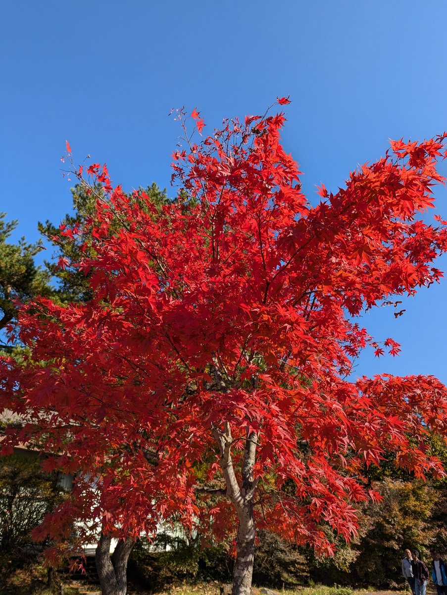 Peak Autumn Colours at Mt. Haruna, Gunma