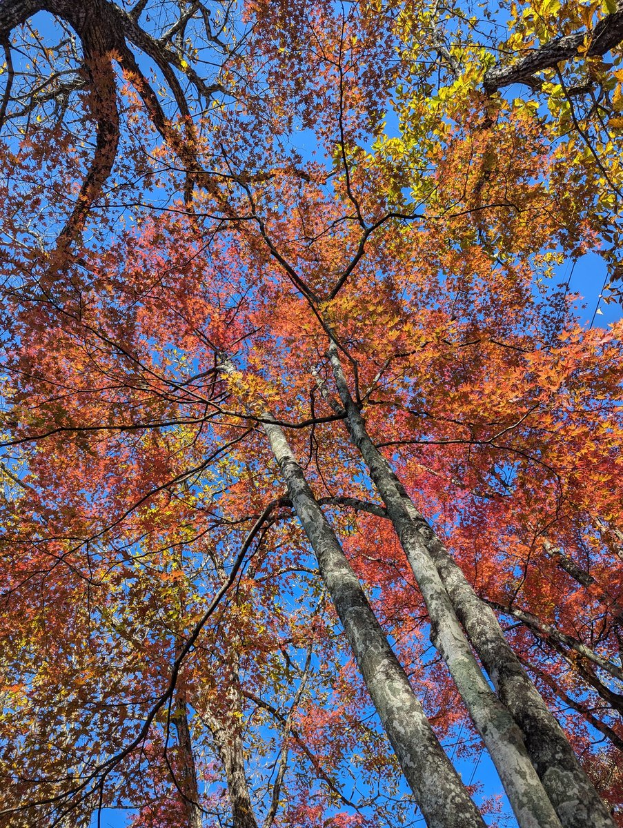 Autumn Canopy at Mt. Haruna, Takasaki, Gunma photo 2