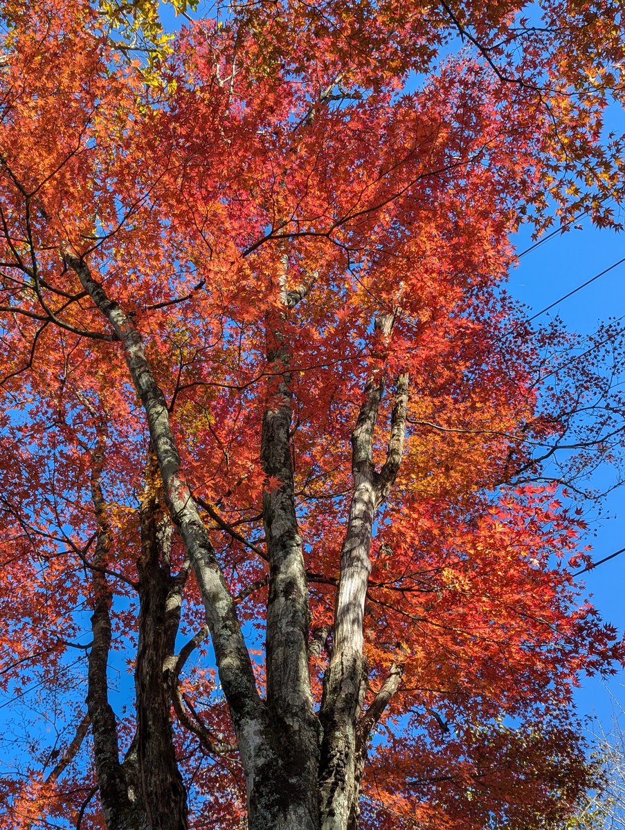 Autumn Canopy at Mt. Haruna, Takasaki, Gunma photo 3