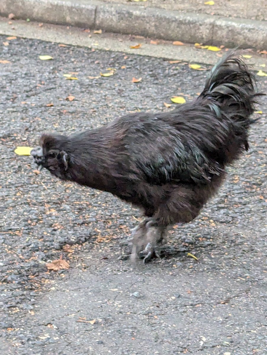 November Encounter with a Black Chicken, Jingu Nagoya