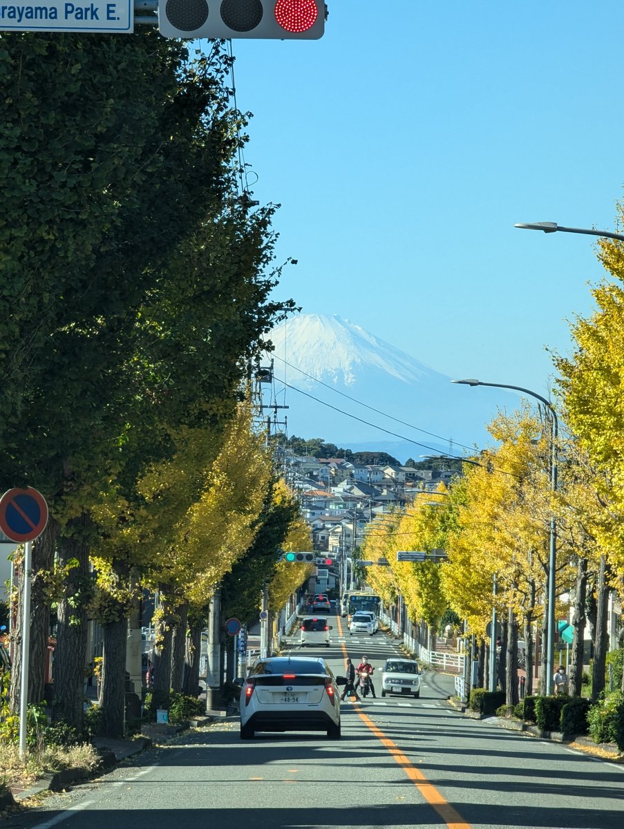 Mt. Fuji Framed by Autumn Gold, Kamariya-nishi Yokohama