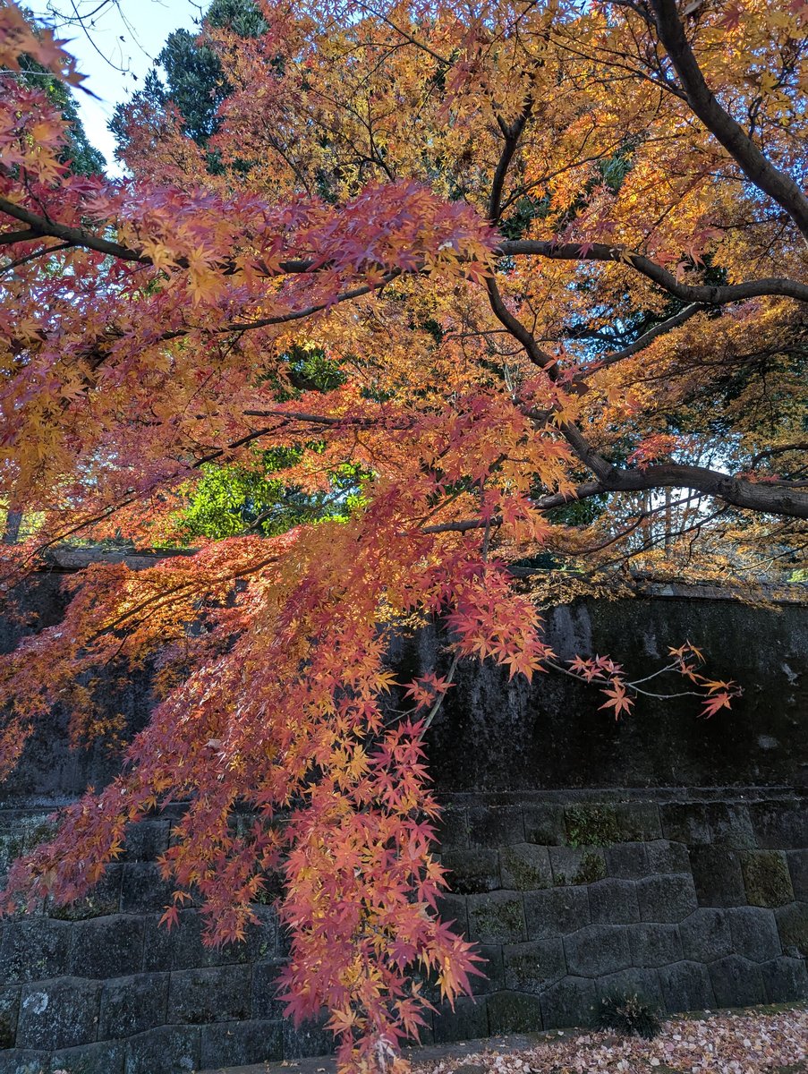 Chiyoda Castle Keep, Tokyo — Winter Clarity photo 3