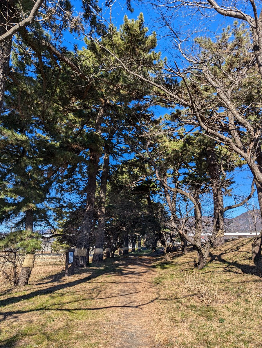Yoshidajima Pine Grove, Kaisei, Kanagawa