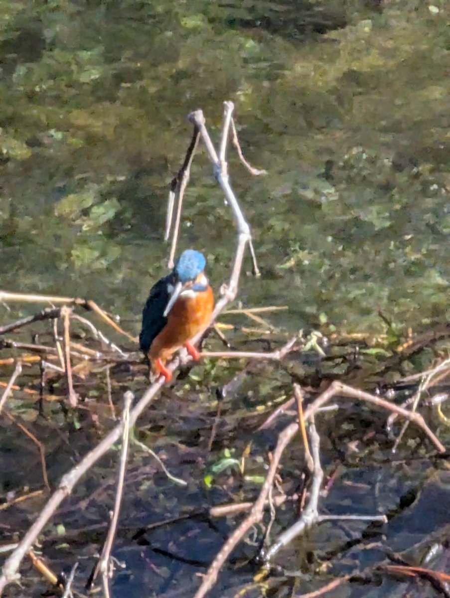 Kingfisher at Yoshidajima, Kaisei, Kanagawa