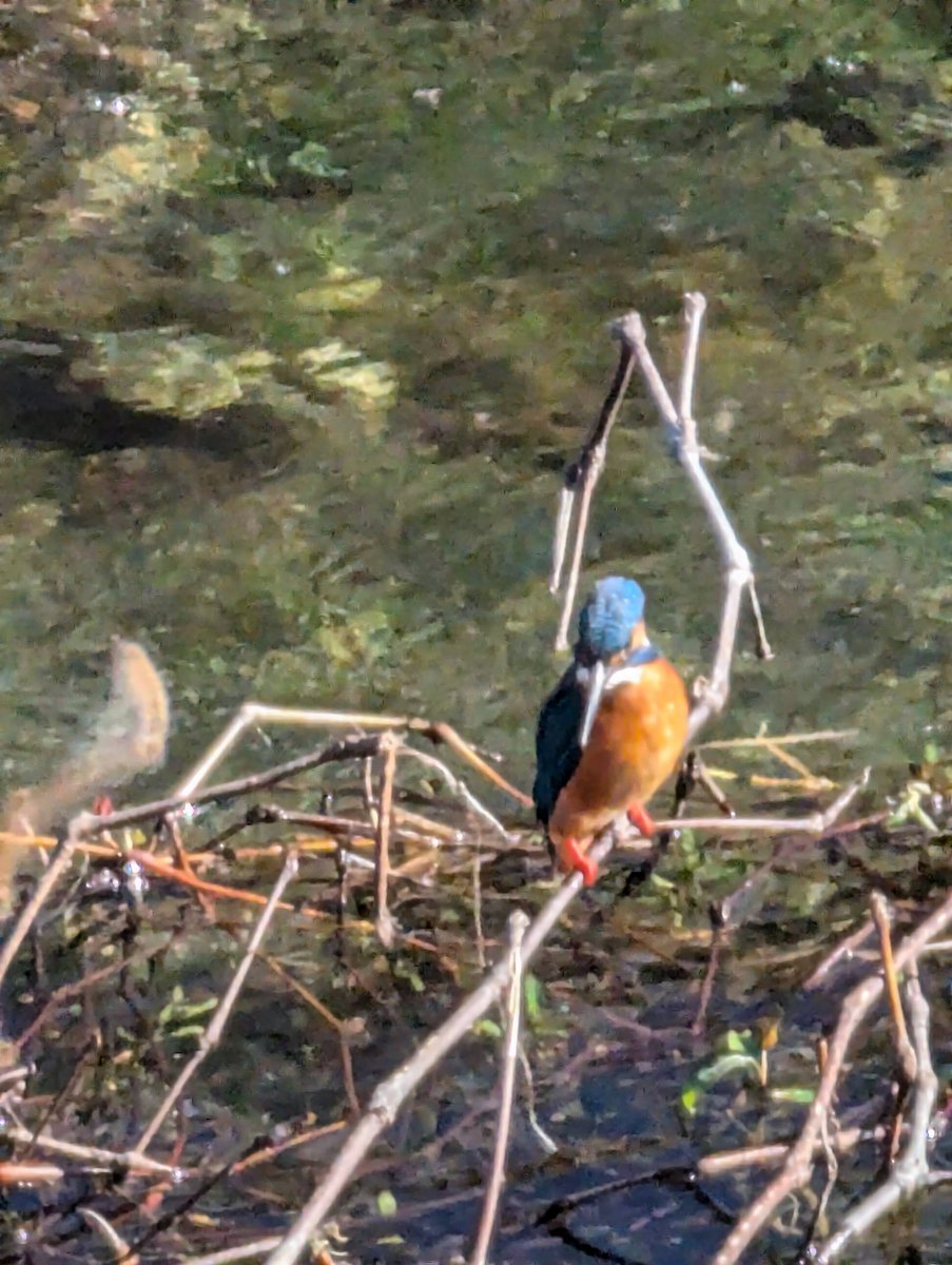 Kingfisher at Yoshidajima, Kaisei, Kanagawa photo 2