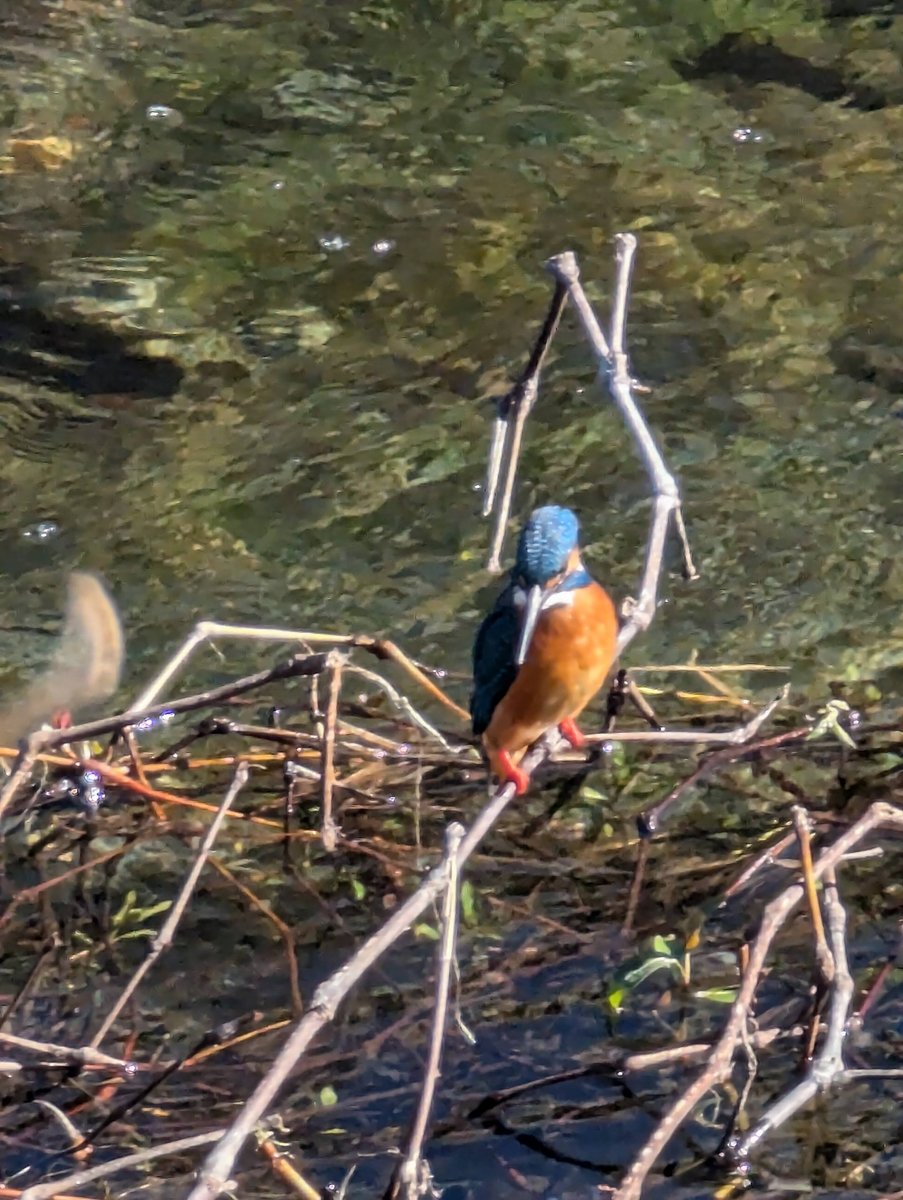 Kingfisher at Yoshidajima, Kaisei, Kanagawa photo 3