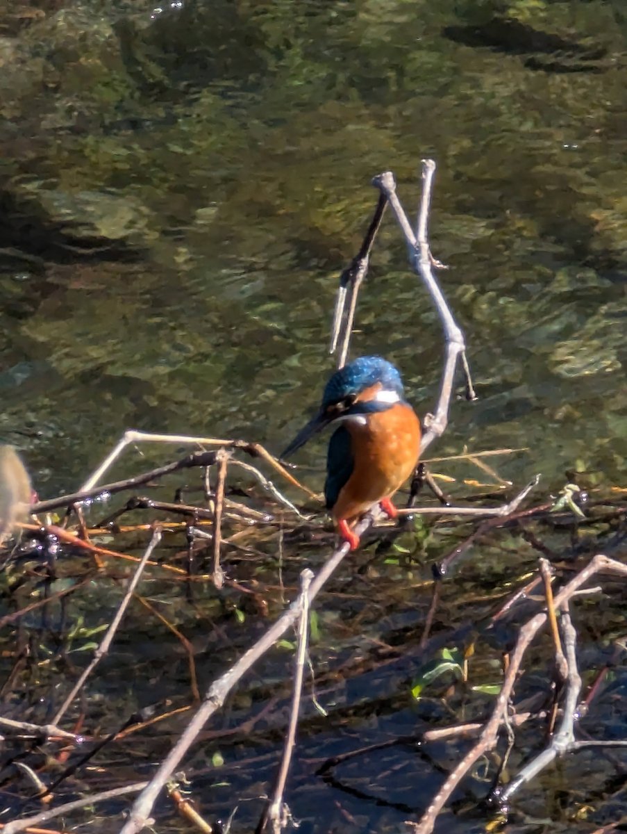 Kingfisher at Yoshidajima, Kaisei, Kanagawa photo 4