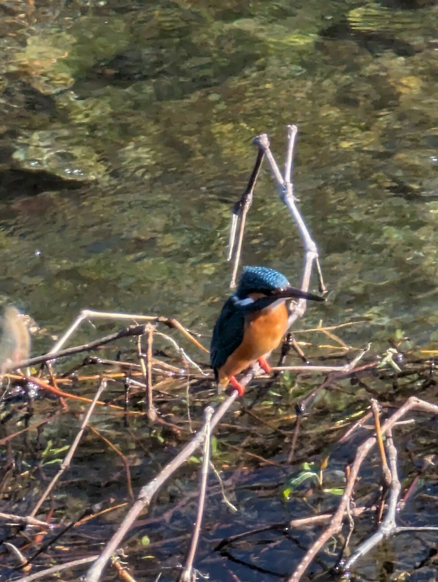 Kingfisher at Yoshidajima, Kaisei, Kanagawa photo 5