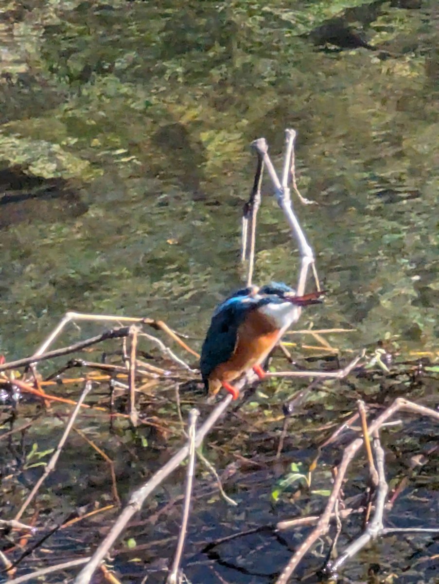 Kingfisher at Yoshidajima, Kaisei, Kanagawa photo 6
