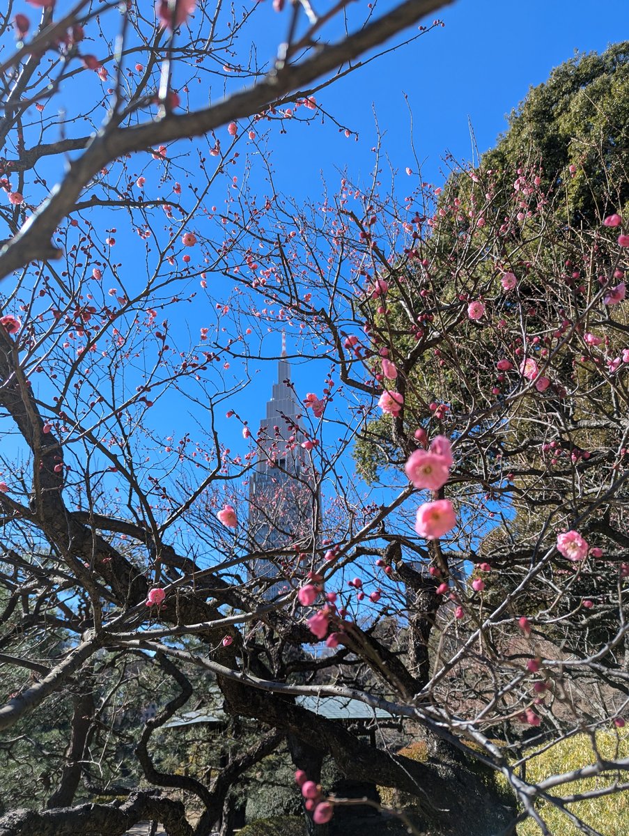 Early Plum Blossoms in Naitomachi, Shinjuku