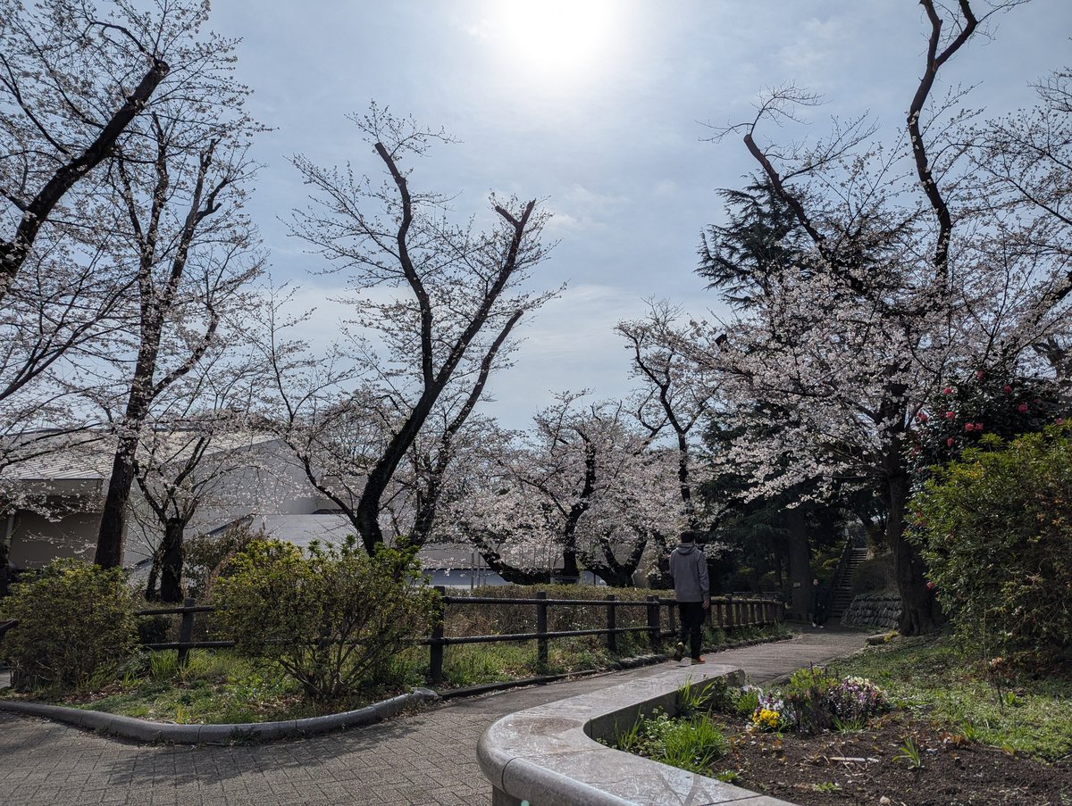 Early Sakura at Mitsuzawa-nishimachi, Yokohama