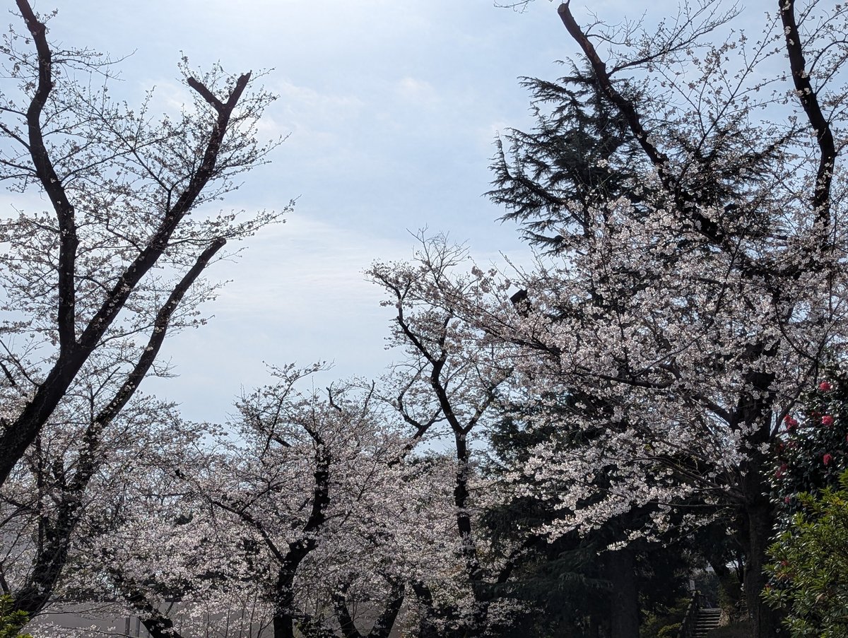Early Sakura at Mitsuzawa-nishimachi, Yokohama photo 2
