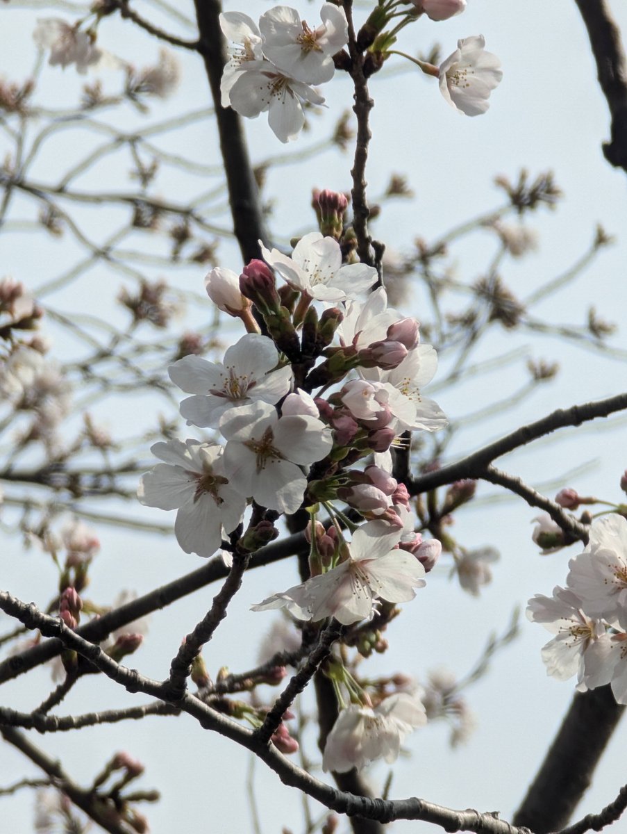 Early Sakura at Mitsuzawa-nishimachi, Yokohama photo 3