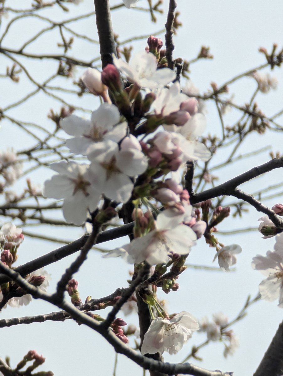 Early Sakura at Mitsuzawa-nishimachi, Yokohama photo 4