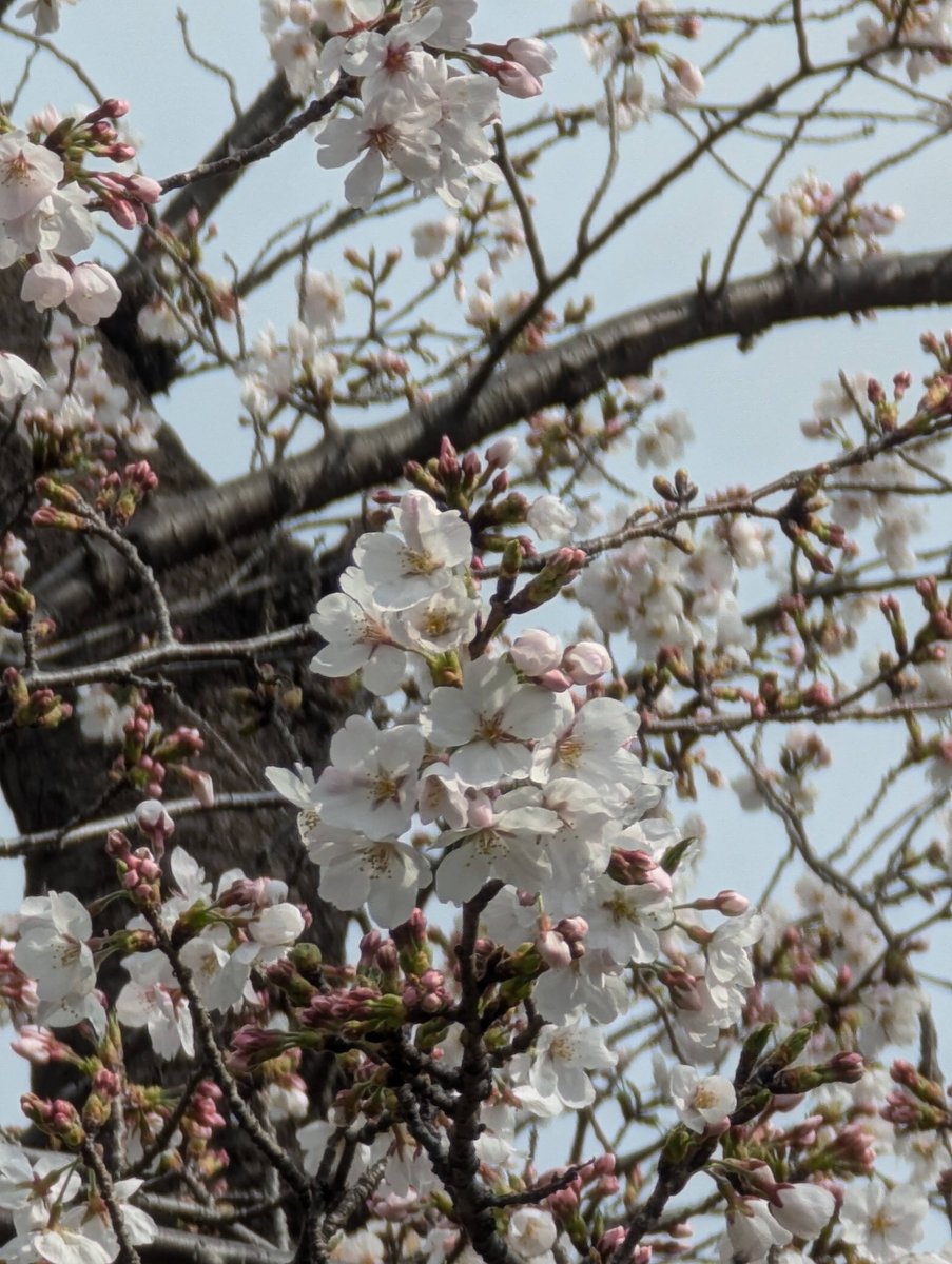 Early Sakura at Mitsuzawa-nishimachi, Yokohama photo 5