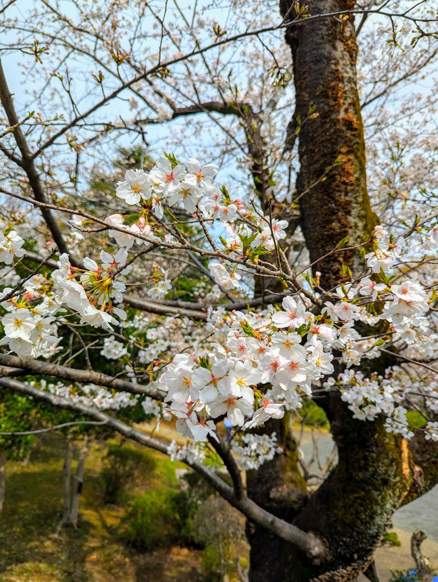 Early Sakura at Mitsuzawa-nishimachi, Yokohama photo 6