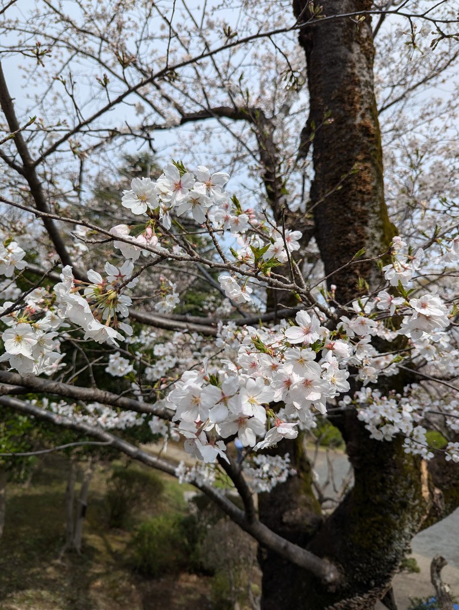 Early Sakura at Mitsuzawa-nishimachi, Yokohama photo 8