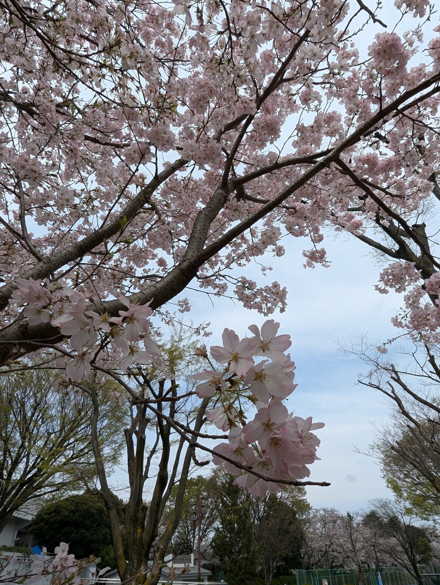 Early Sakura at Mitsuzawa-nishimachi, Yokohama photo 9