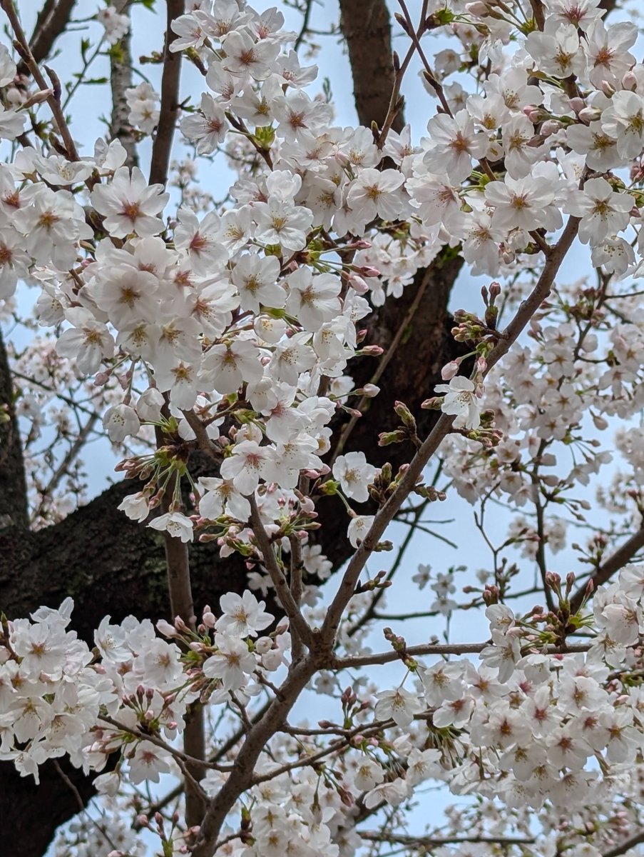 Sakura Blooming in Mitsuzawa-nishimachi, Yokohama