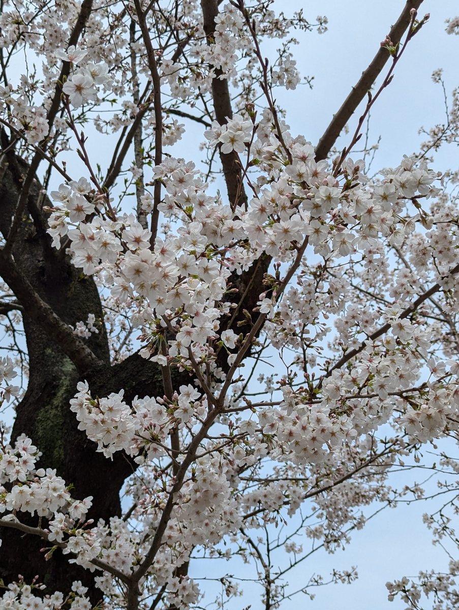 Sakura Blooming in Mitsuzawa-nishimachi, Yokohama photo 2