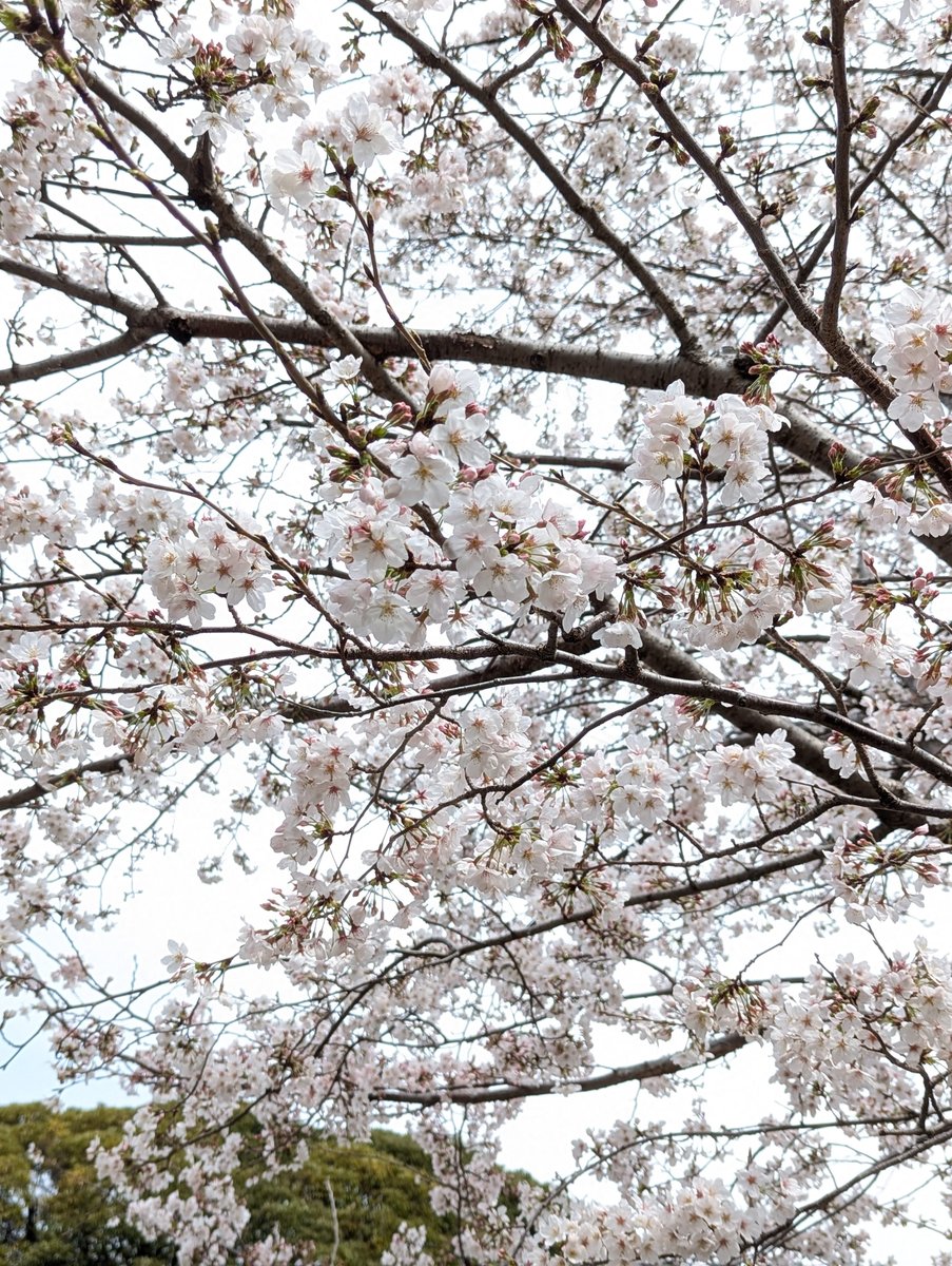 Sakura Blooming in Mitsuzawa-nishimachi, Yokohama photo 3