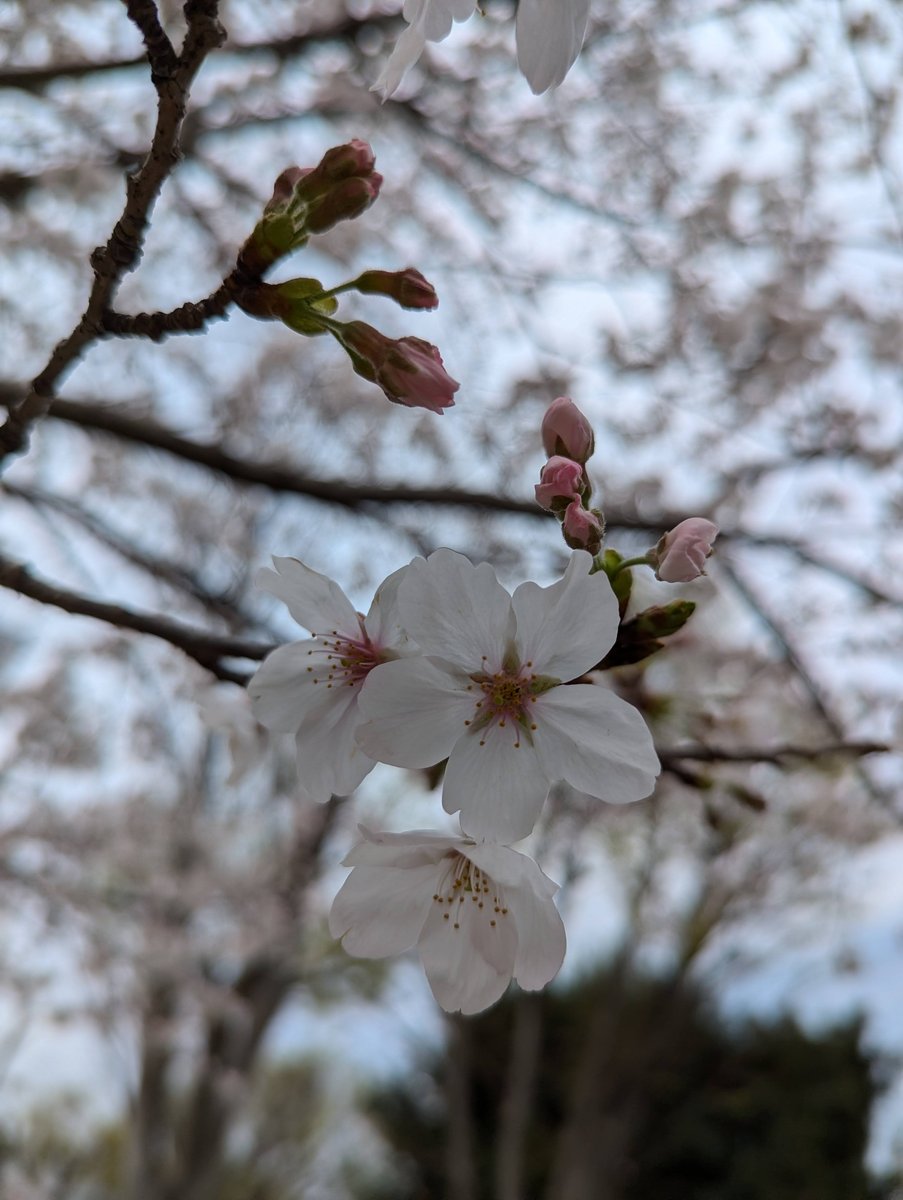 Sakura Blooming in Mitsuzawa-nishimachi, Yokohama photo 4