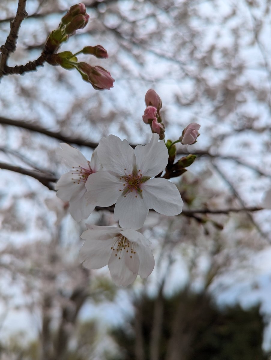 Sakura Blooming in Mitsuzawa-nishimachi, Yokohama photo 5