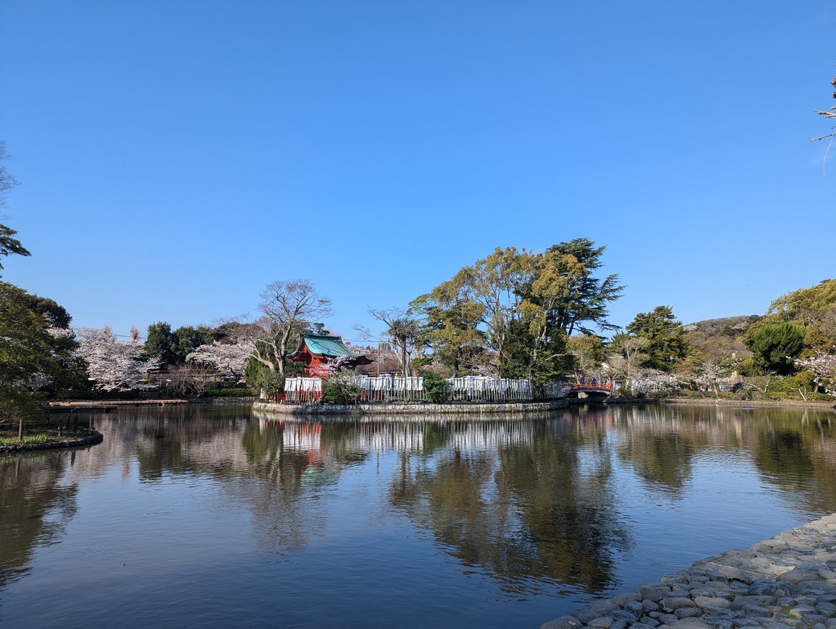 Yukinoshita Pond, Kamakura — Early Spring Sakura Reflection